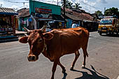 Kumbakonam Tamil-Nadu.